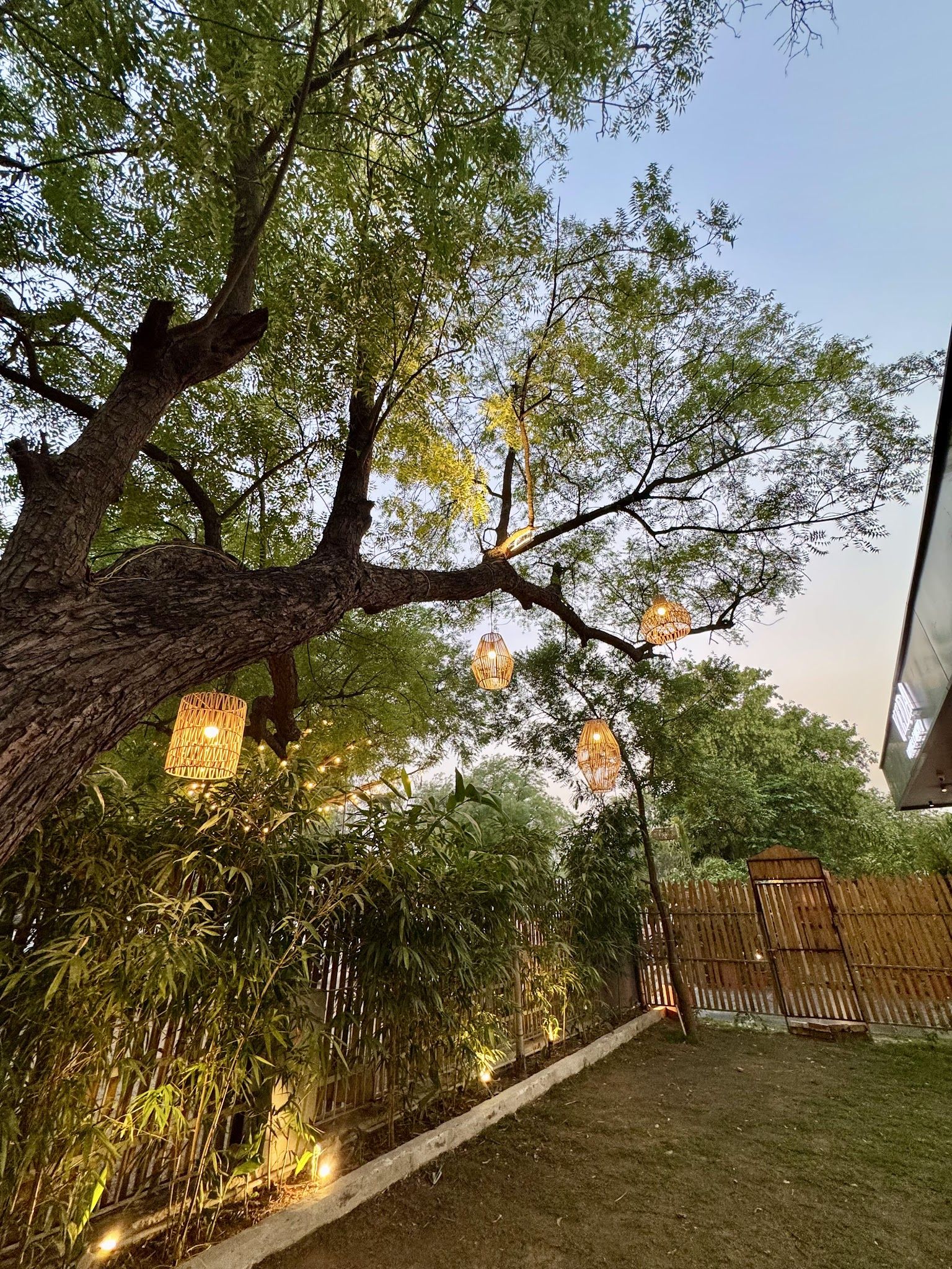 A tree hung with woven lanterns and fairy lights at dusk in Veda’s garden
