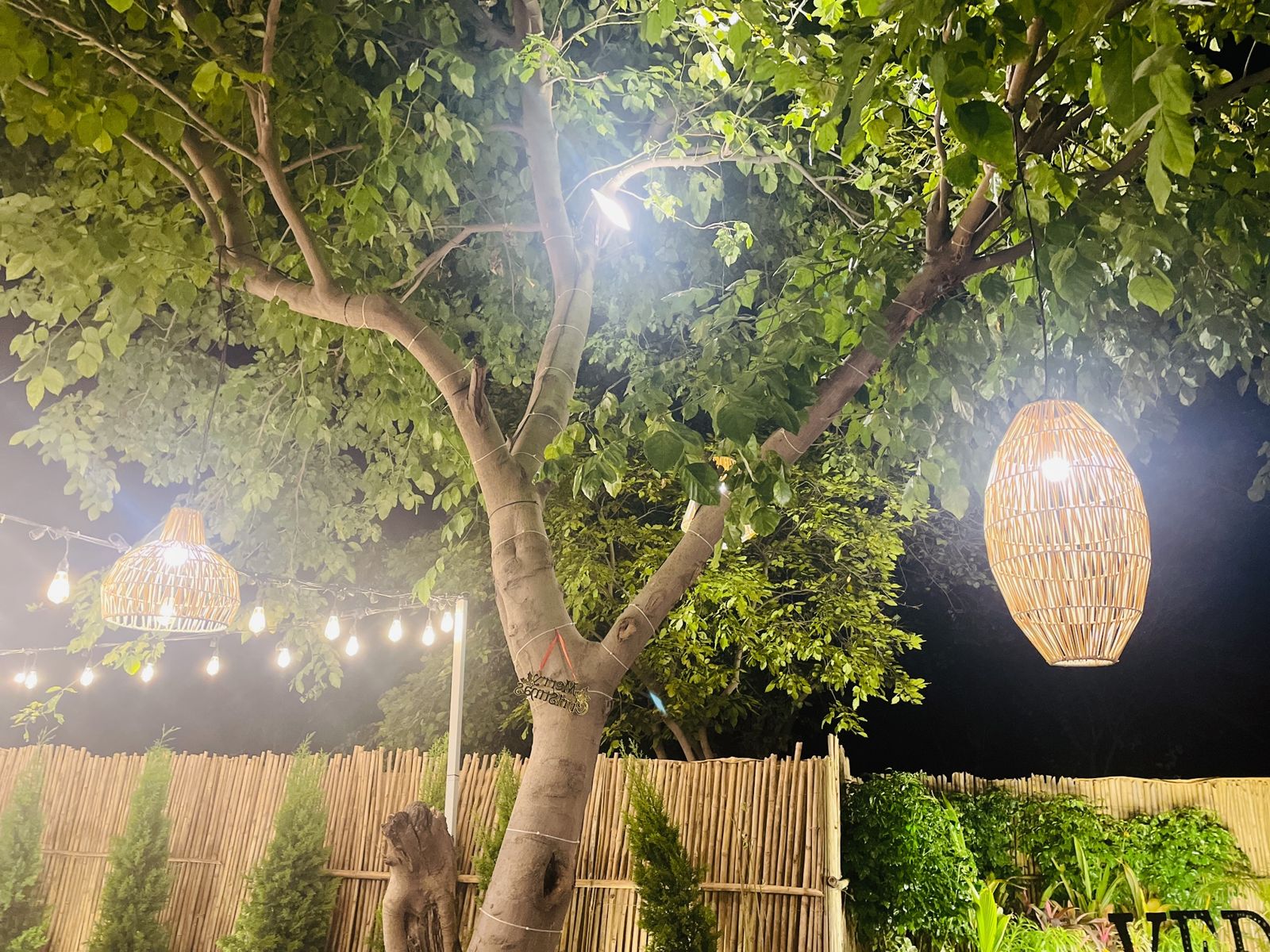 Rustic lamps hanging from a large tree at night